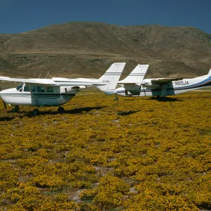Santa Cruz Island, Islander Skymaster, Forneys Cove