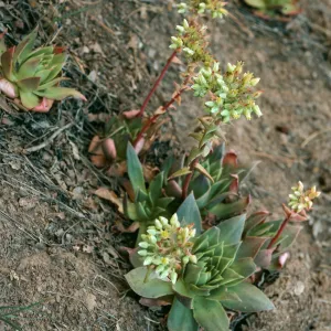 Dudleya candelabrum, Valley Road, near Buena Vista