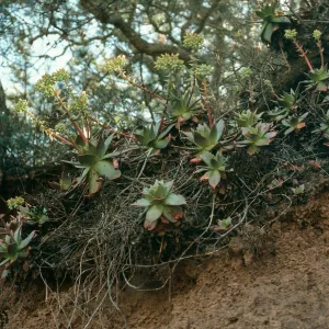 Santa Cruz Island, Dudleya candelabrum, Valley Road, near Buena Vista