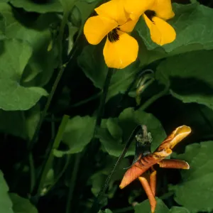 Viola pedunculata, 1.3 miles West of Rancho del Medio