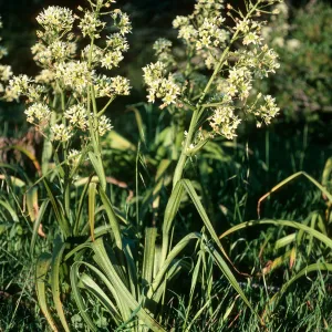 Santa Cruz Island, Zigadenus fremontii, South Ridge Road