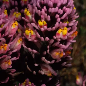 Santa Cruz Island, Orthocarpus pupurascens, near Point Flats