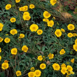 Layia (tidy tips), west side of Carrington Point, Santa Rosa Island