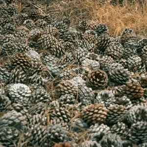 Santa Rosa Island, Beechers Bay, Pinus torreyana cones