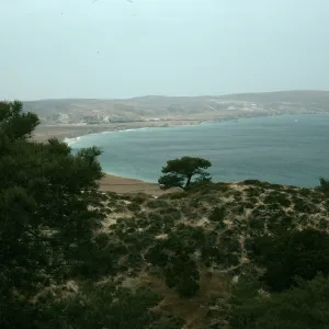 Santa Rosa Island, Torrey Pines