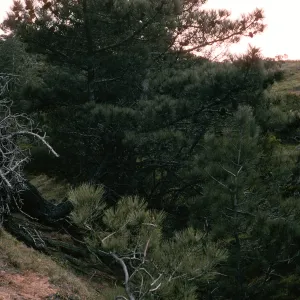 Santa Rosa Island, Torrey Pines