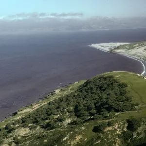 Santa Rosa Island, Torrey Pines, Skunk Point
