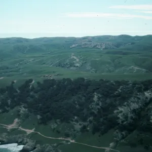 Santa Rosa Island, Torrey Pines