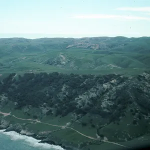 Santa Rosa Island, Torrey Pines