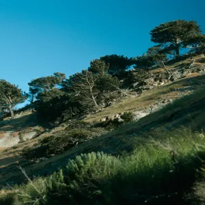 Santa Rosa Island, Torrey Pines, Box Canyon