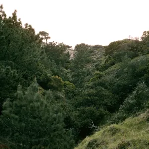 Santa Rosa Island, Torrey Pines