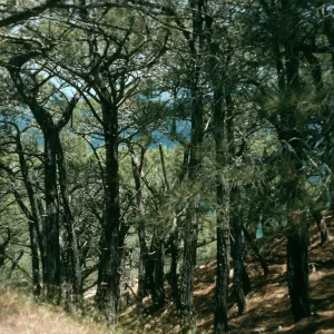 Santa Rosa Island, Torrey Pines
