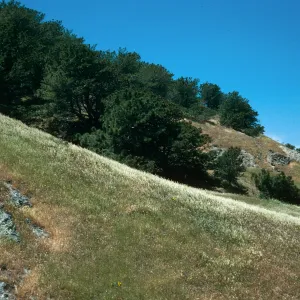 Santa Rosa Island, Beechers Bay, Torrey Pines