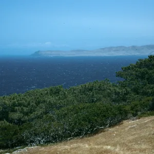 Santa Rosa Island, Torrey Pines