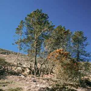 Santa Rosa Island, main road near Black Mountain