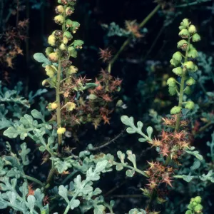 Ambrosia chamissonis, Goleta Beach
