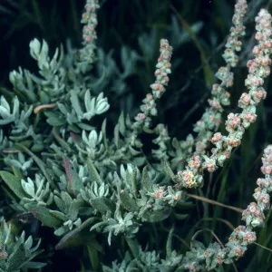 Atriplex californica, San Nicholas Island, Northeast coastal flats