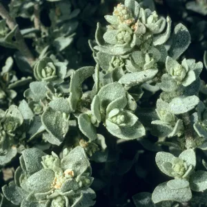 Atriplex leucophylla, Forneys Cove, Santa Cruz Island