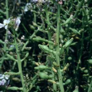 Cakile maritima, Christy Beach, Santa Cruz Island