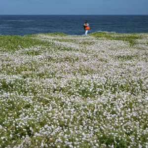 Cakile maritima, Tender Beach, San Nicolas Island
