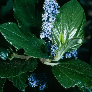 Ceanothus arboreus, Santa Barbara Botanic Garden