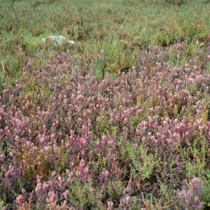Cordylanthus maritimus, Carpinteria Salt Marsh