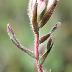 Cordylanthus maritimus, Carpinteria Salt Marsh