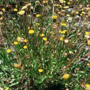 Cotula coronopifolia, near Ellwood