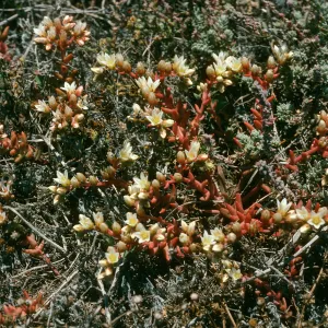 Dudleya nesiotica, Santa Cruz Island, Forneys Cove