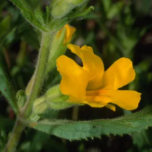 Mimulus clevelandii, Santa Barbara Botanic Garden