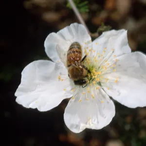 Bee on Fallugia paradoxa