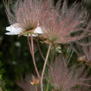 Falluga paradoxa, Santa Barbara Botanic Garden