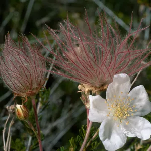 Falluga paradoxa, SBBG