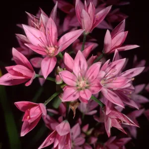 Allium, SBBG