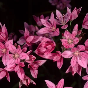 Allium, SBBG
