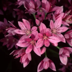 Allium, SBBG