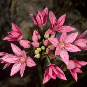 Allium, SBBG