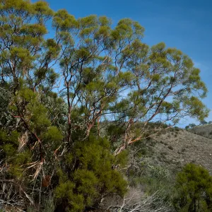 Adenostoma sparsifolium, near Big Rocks, San Luis Obispo County