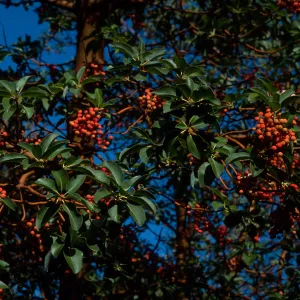 Arbutus menziesii, Reagan Ranch, Refugio Canyon