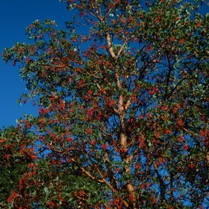 Arbutus menziesii, Reagan Ranch, Refugio Canyon