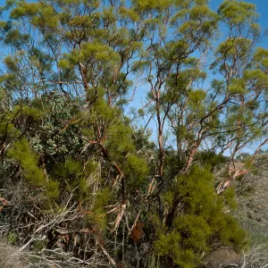 Adenostoma sparsifolium, near Big Rocks, San Luis Obispo County