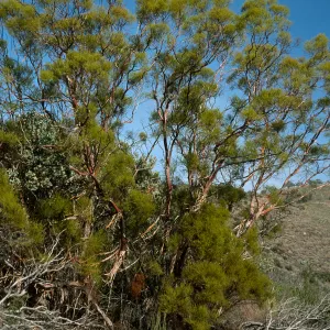 Adenostoma sparsifolium, near Big Rocks, San Luis Obispo County