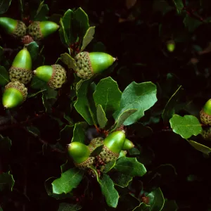 Quercus pacifica, Blackjack Campground