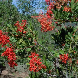 Heteromeles arbutifolia