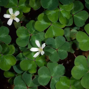 Oxalis oregana