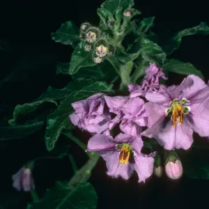 Santa Cruz Island, Solanum clokeyi, West of Embudo