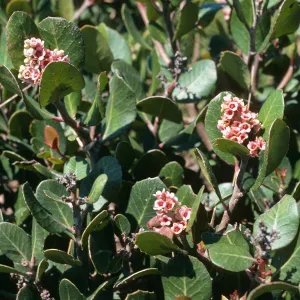 Santa Cruz Island, Rhus integrifolia