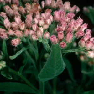 Pluchea odorata, Santa Cruz Island, 1st canyon North of mouth at Laguna Canyon