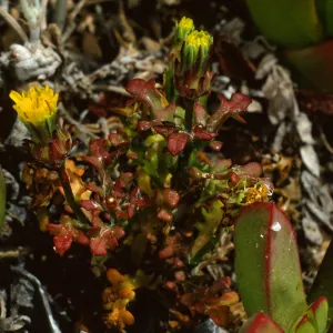 Malacothrix indecora, San Miguel Island, SJ #6506, 
