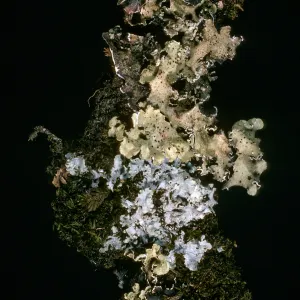 Lichens: Flavopunctelia flaventior (green-grey), Punctelia subrudecta (grey) on Quercus tomentella